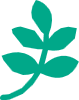 tea tree