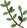 thyme